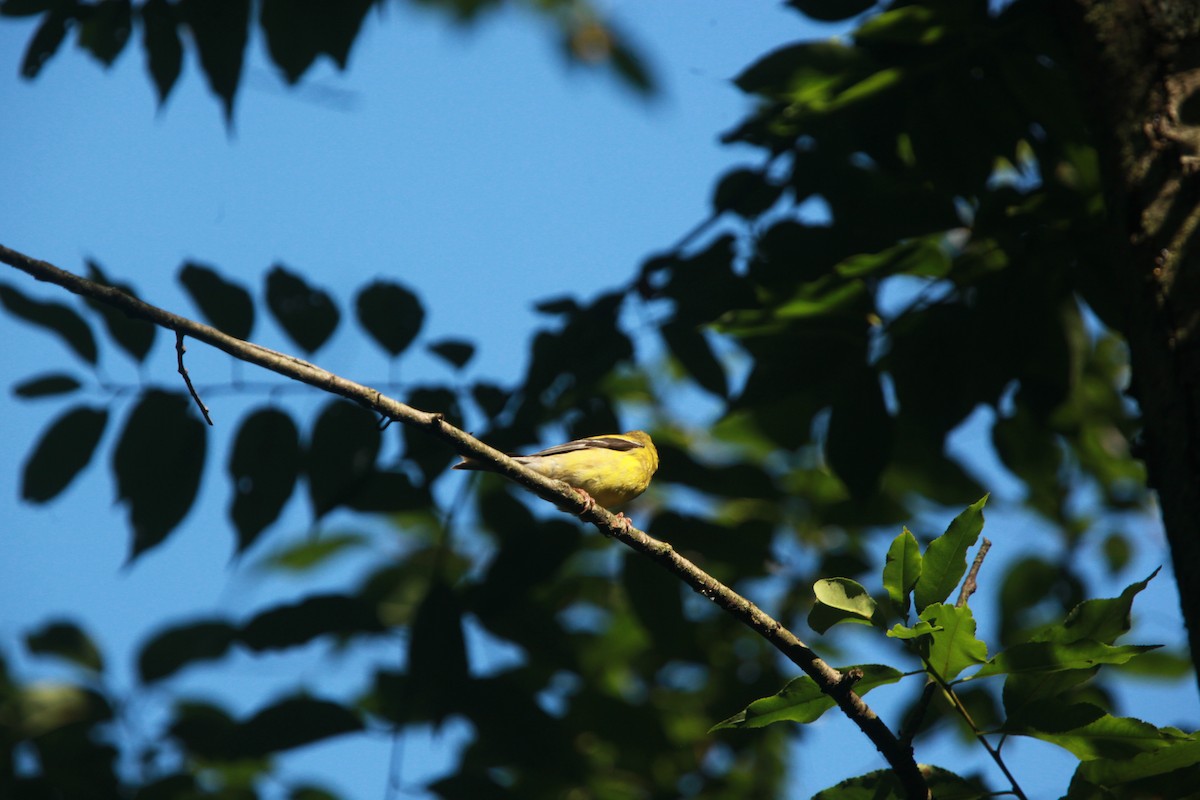 American Goldfinch - ML639157588