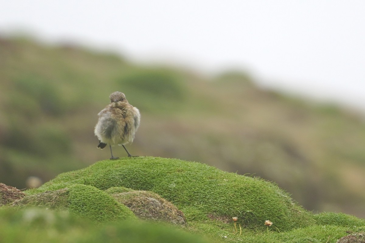 Northern Wheatear - ML639157595