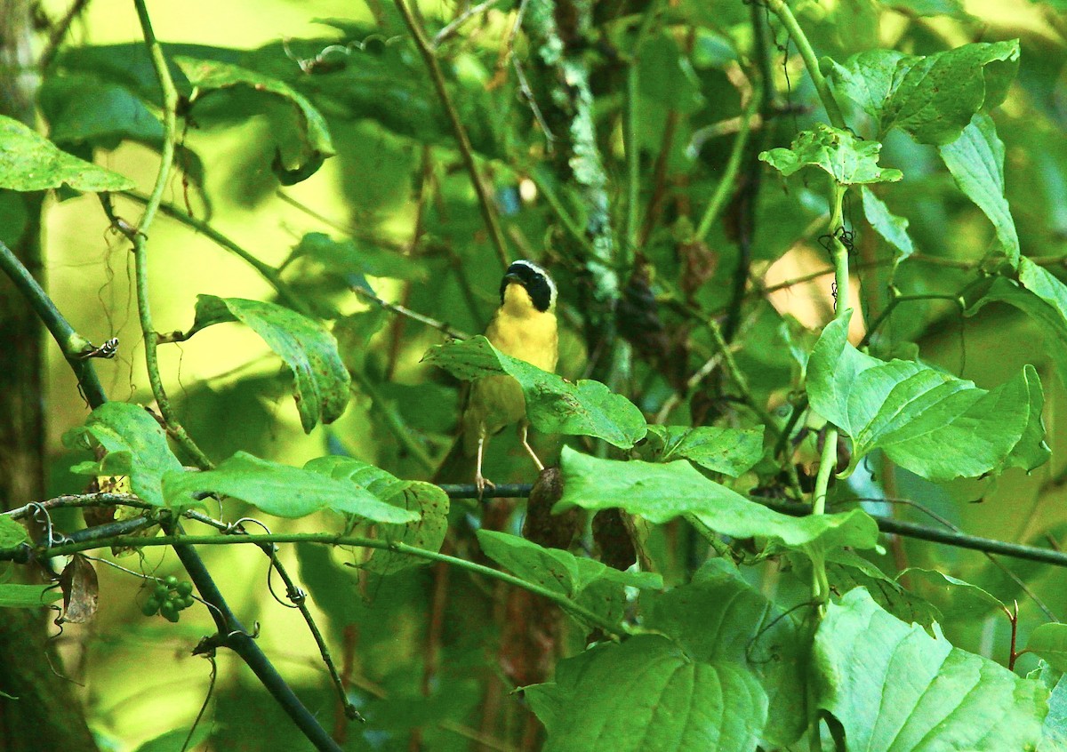 Common Yellowthroat - ML639157623