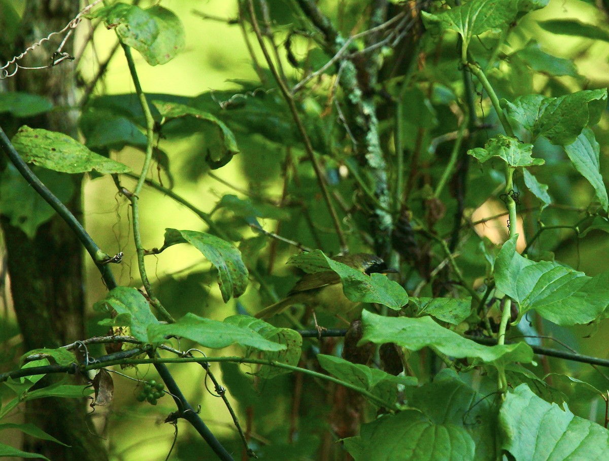 Common Yellowthroat - ML639157625