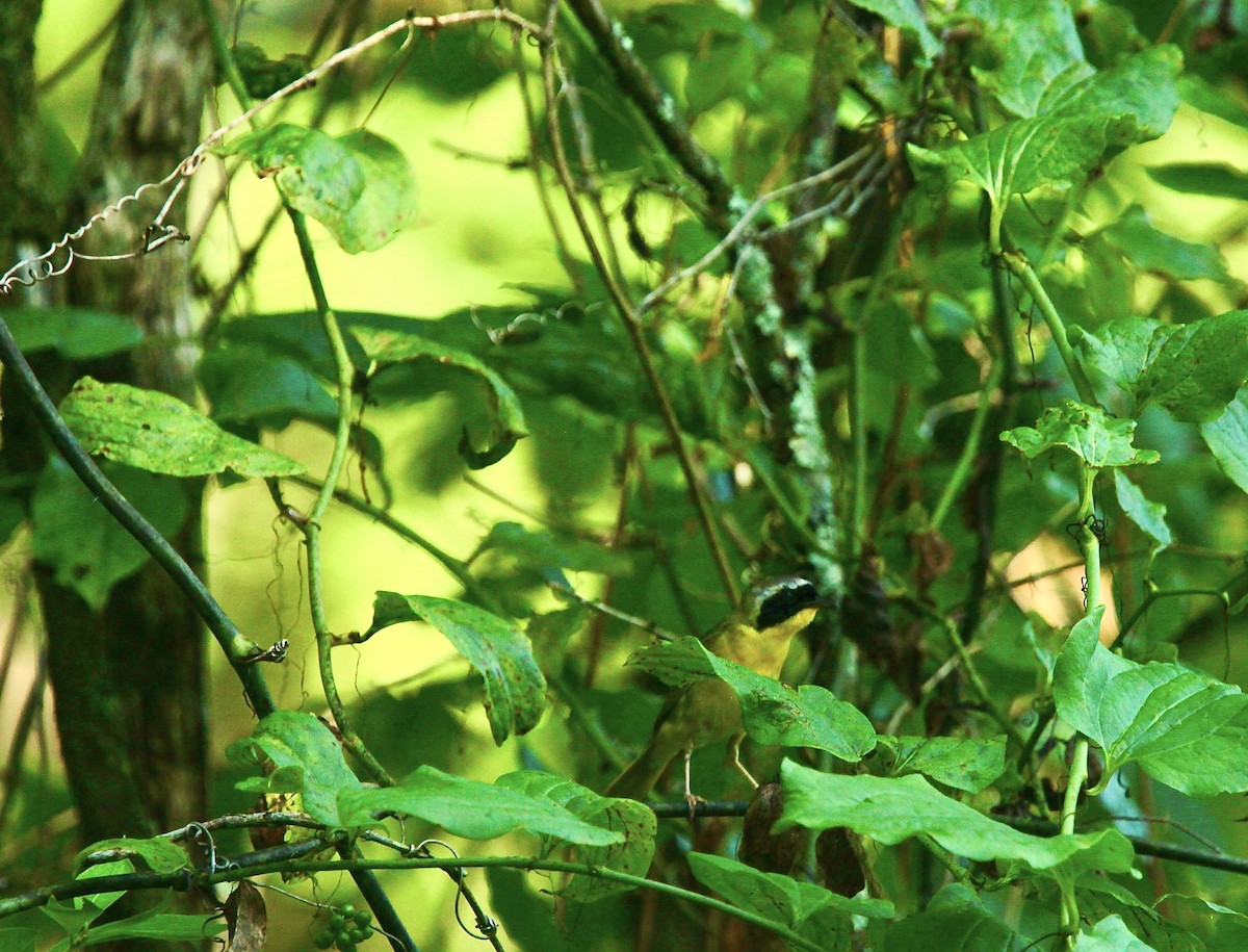 Common Yellowthroat - ML639157626