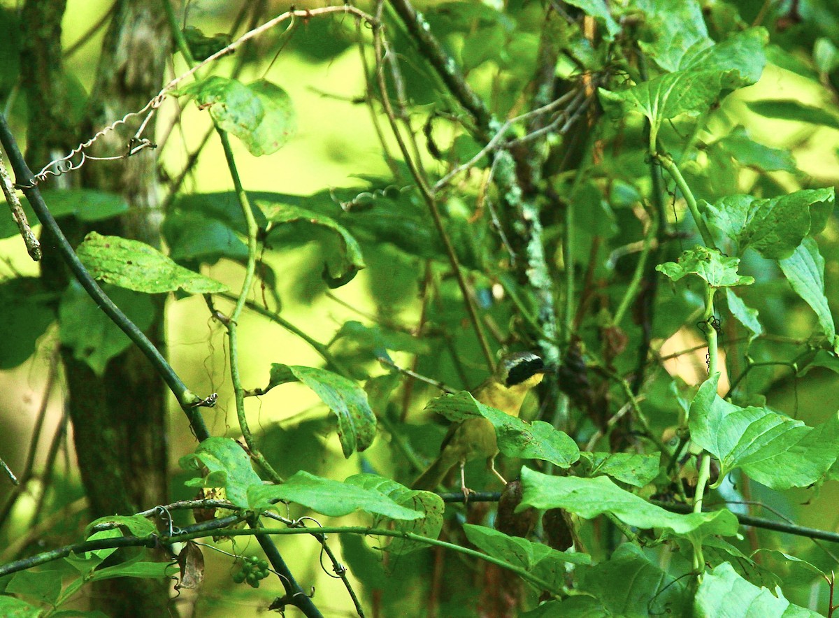 Common Yellowthroat - ML639157628