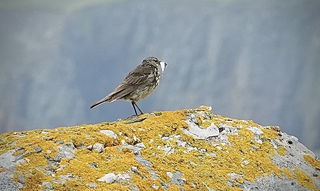 Rock Pipit - ML639157631