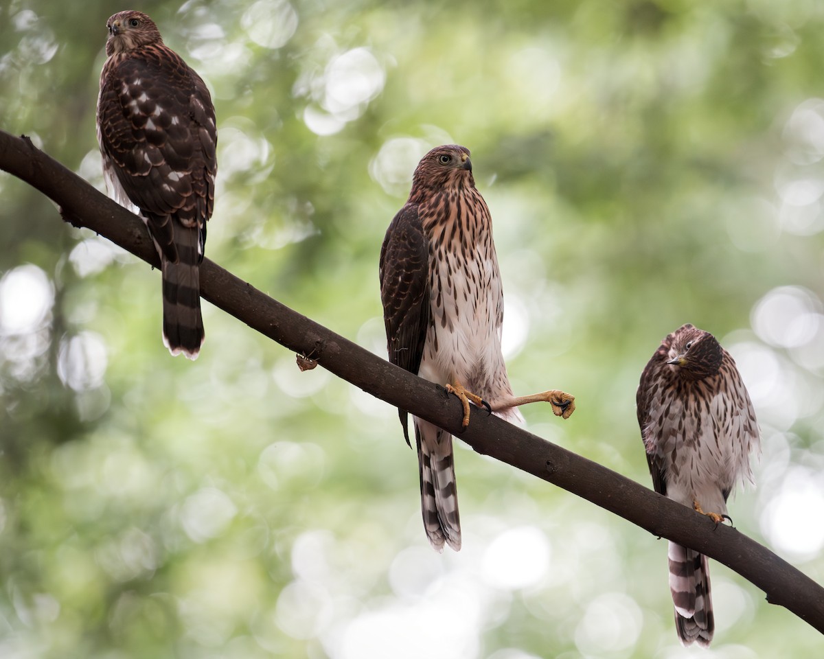 Cooper's Hawk - ML639157651