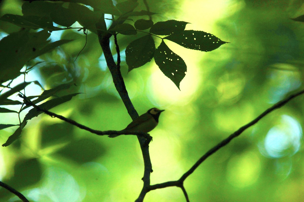 Hooded Warbler - ML639157657