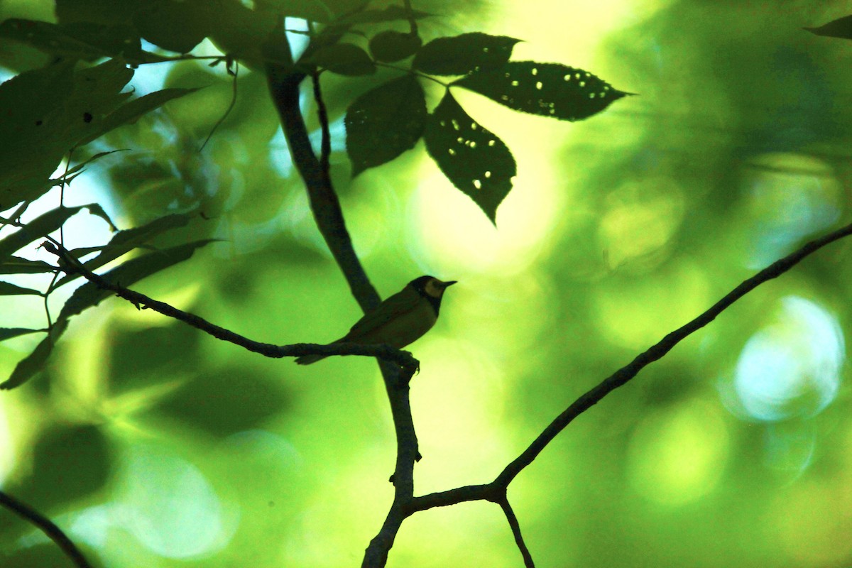 Hooded Warbler - ML639157658