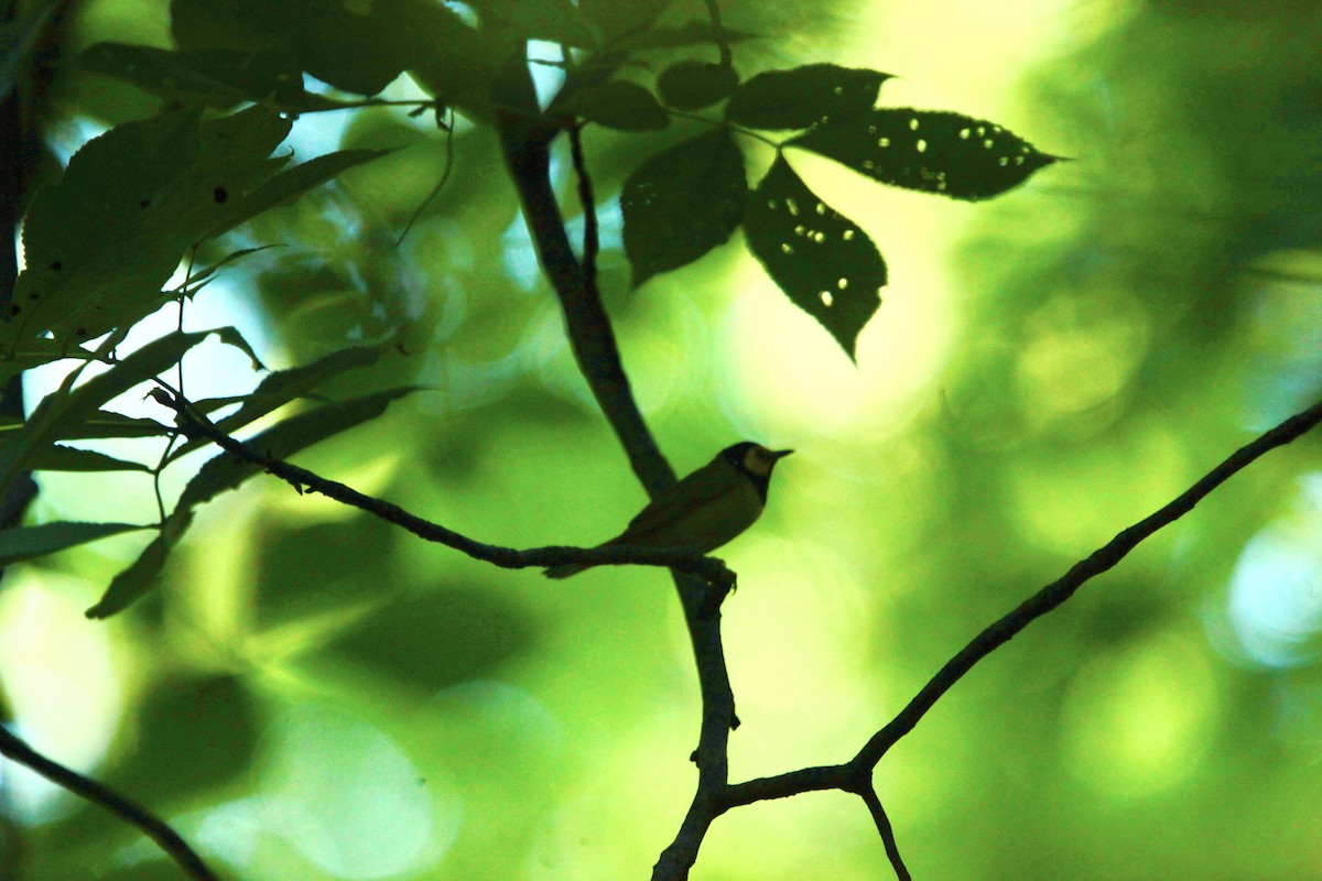 Hooded Warbler - ML639157659