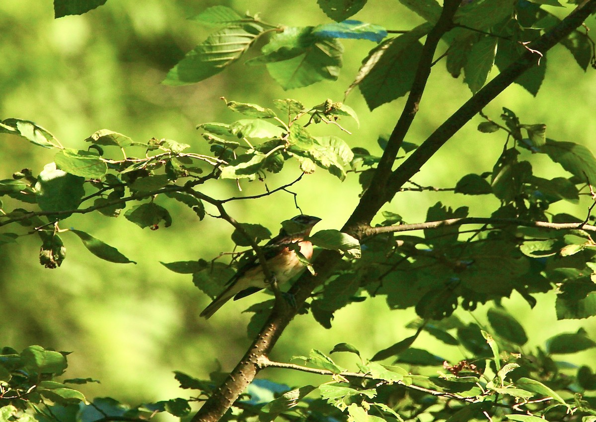 Rose-breasted Grosbeak - ML639157681
