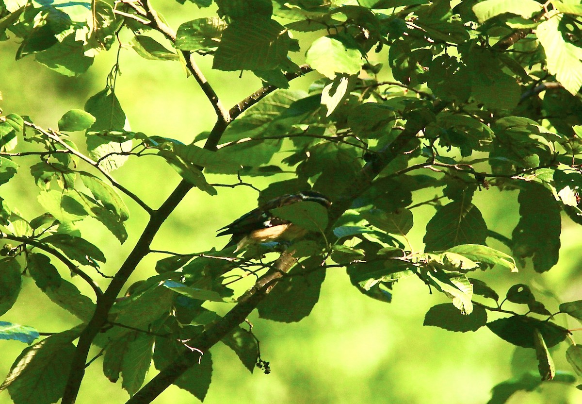 Rose-breasted Grosbeak - ML639157682