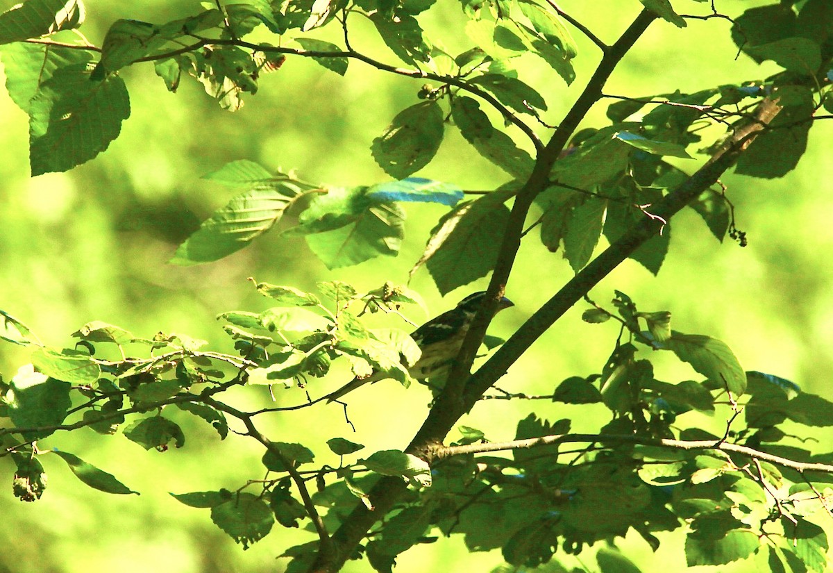 Rose-breasted Grosbeak - ML639157683