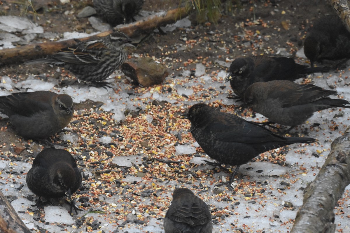Rusty Blackbird - ML639157803