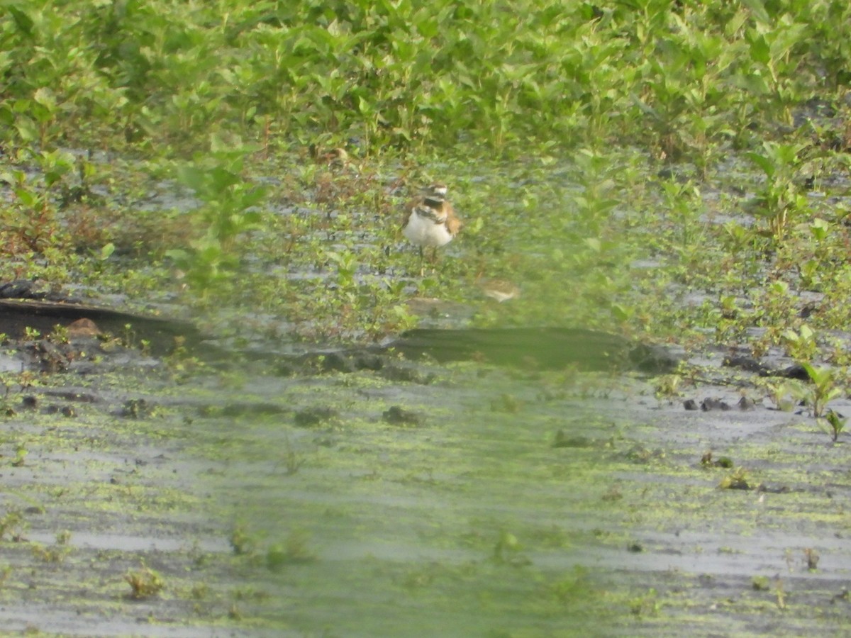 Killdeer - ML639158038
