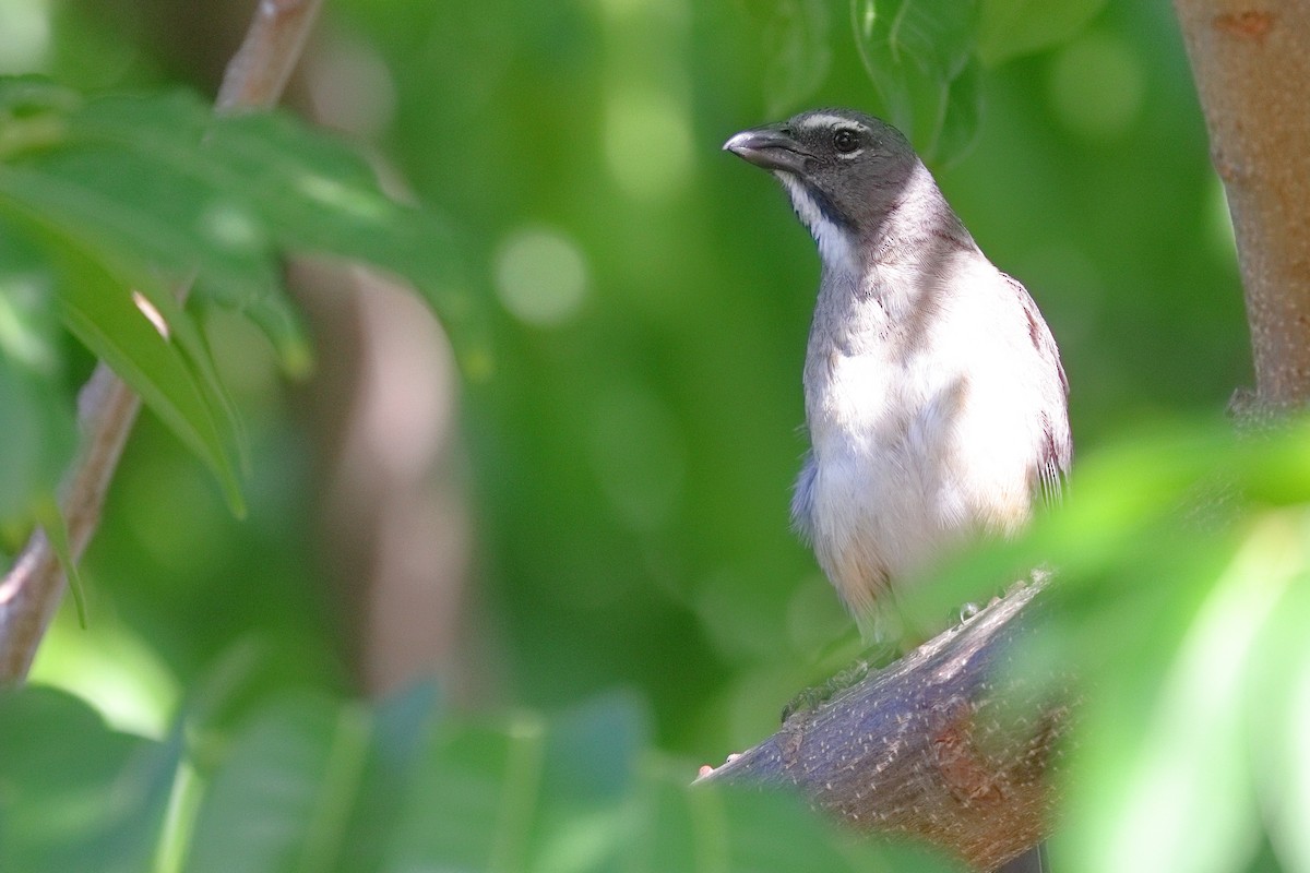 Olive-gray Saltator - ML639158214