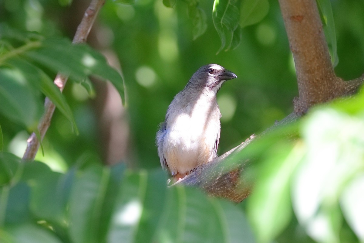 Olive-gray Saltator - ML639158216