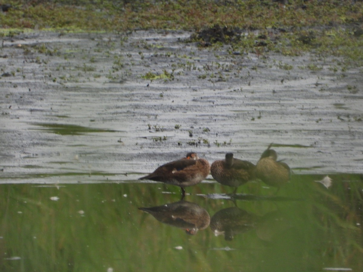 Wood Duck - ML639158249