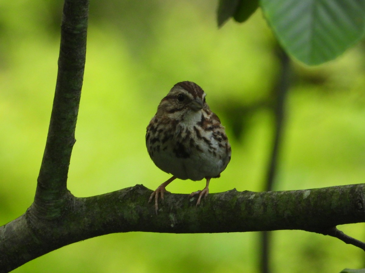 Song Sparrow - ML639158266