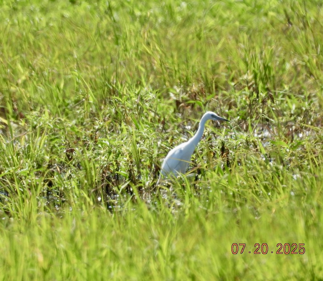 Little Blue Heron - ML639158284