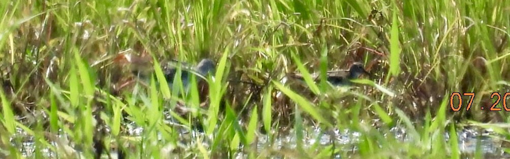 Solitary Sandpiper - ML639158286