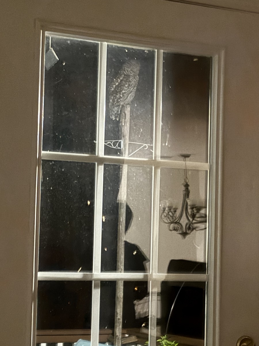 Barred Owl - ML639158349