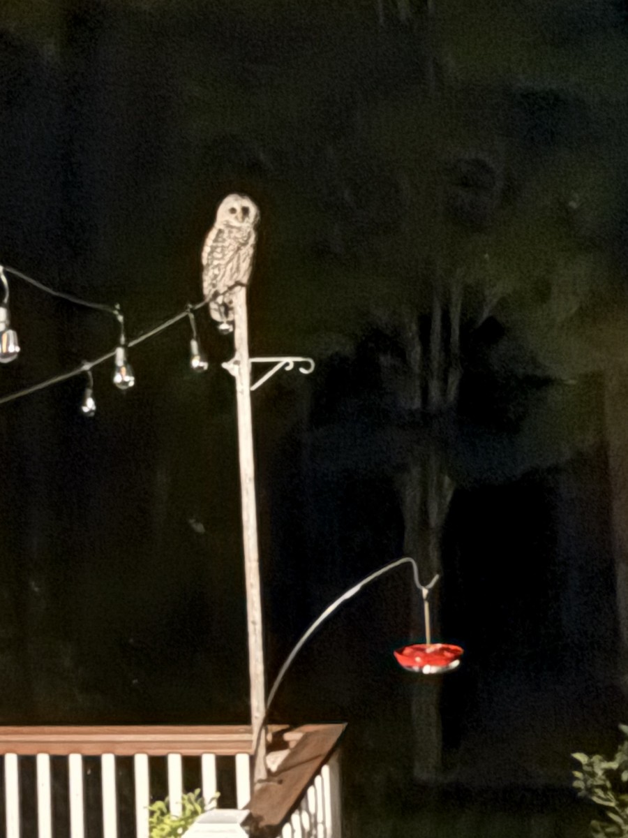 Barred Owl - ML639158350