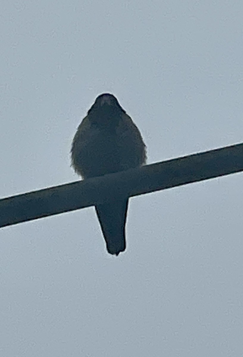 Hooded Crow - ML639158401