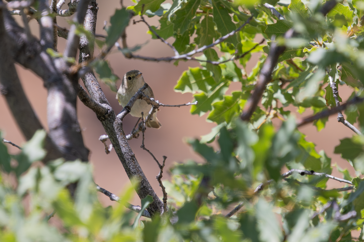 Eastern Bonelli's Warbler - ML639158427