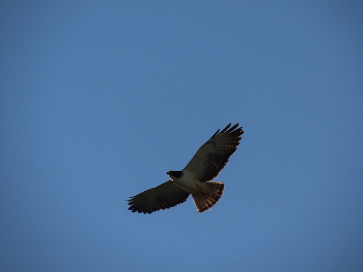 Short-tailed Hawk - ML639158481