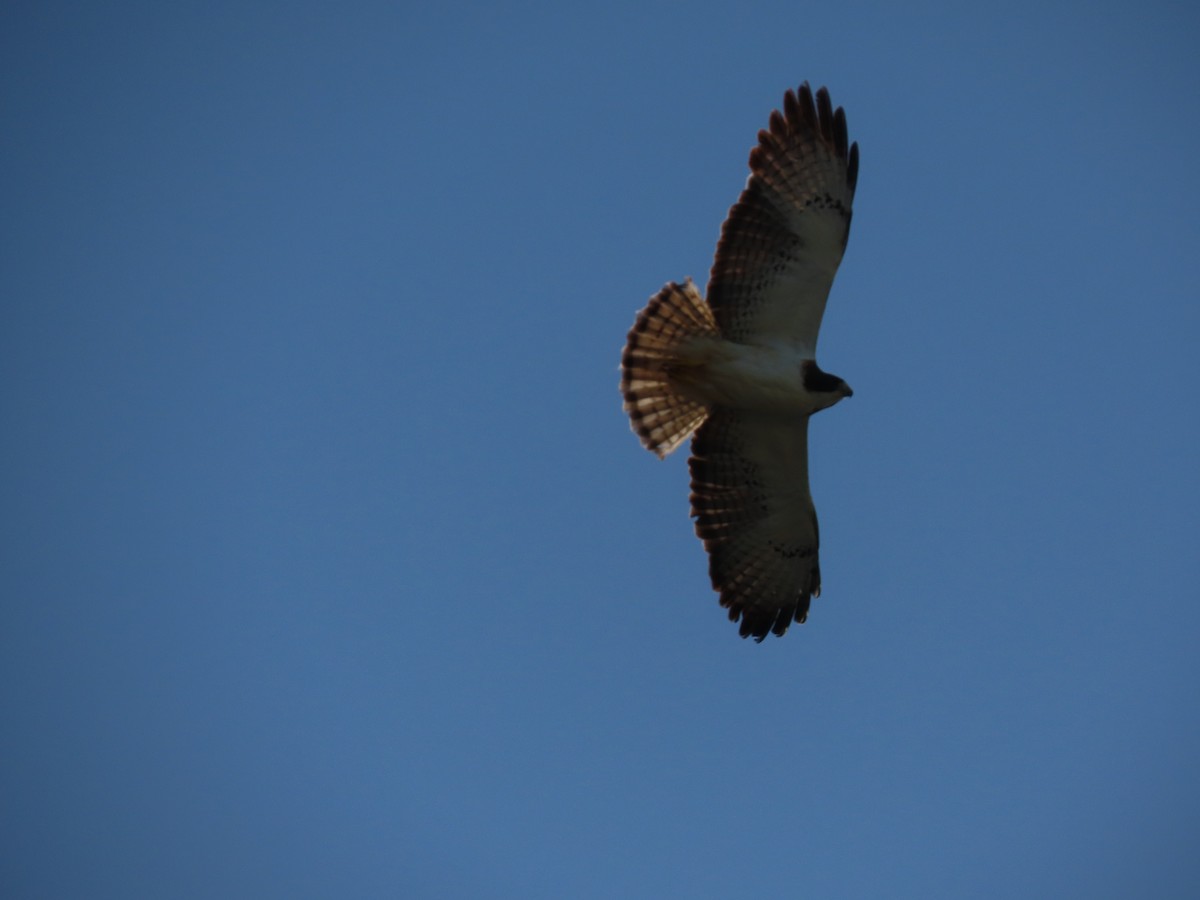 Short-tailed Hawk - ML639158510