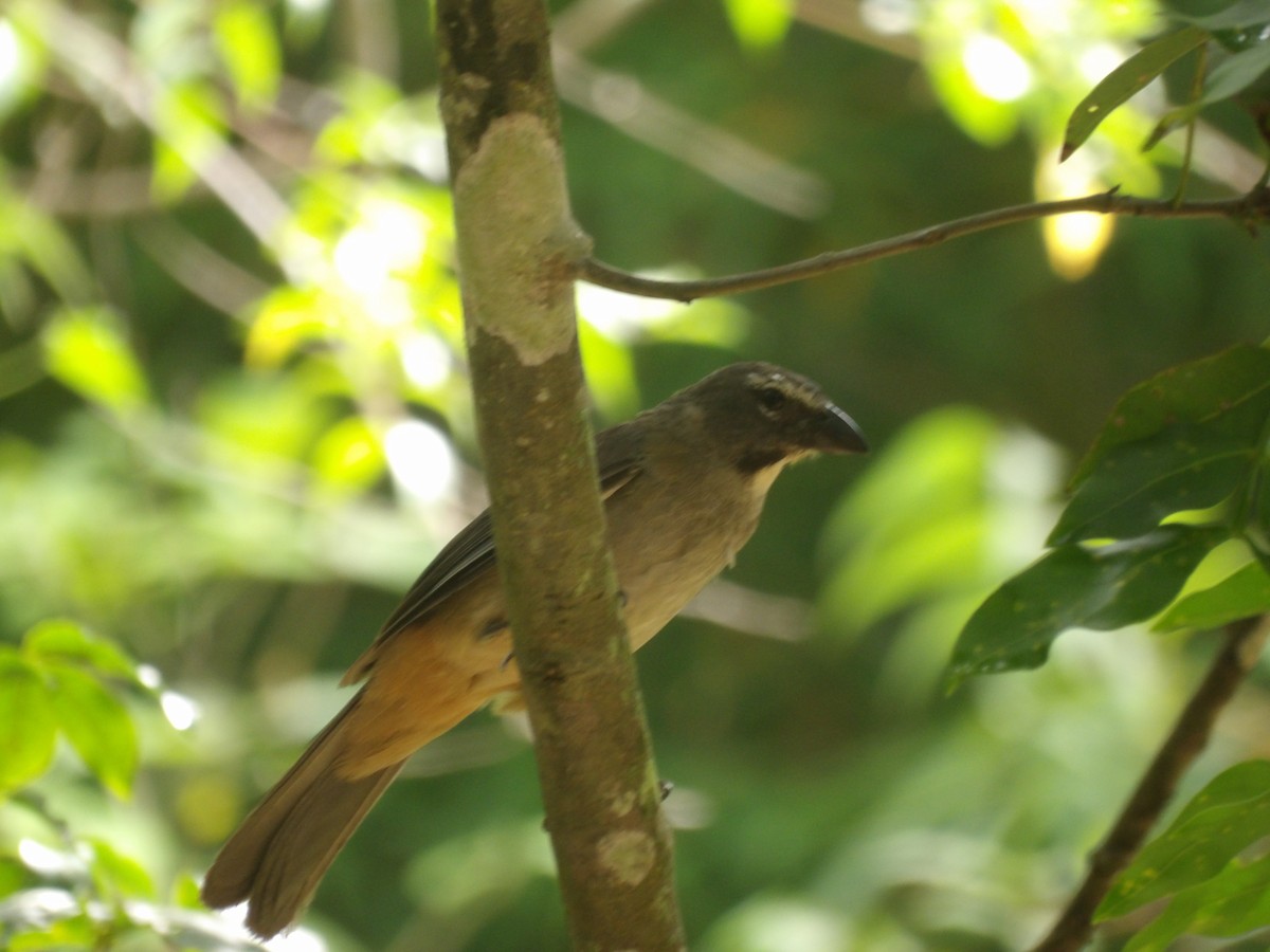 Olive-gray Saltator - ML639158517
