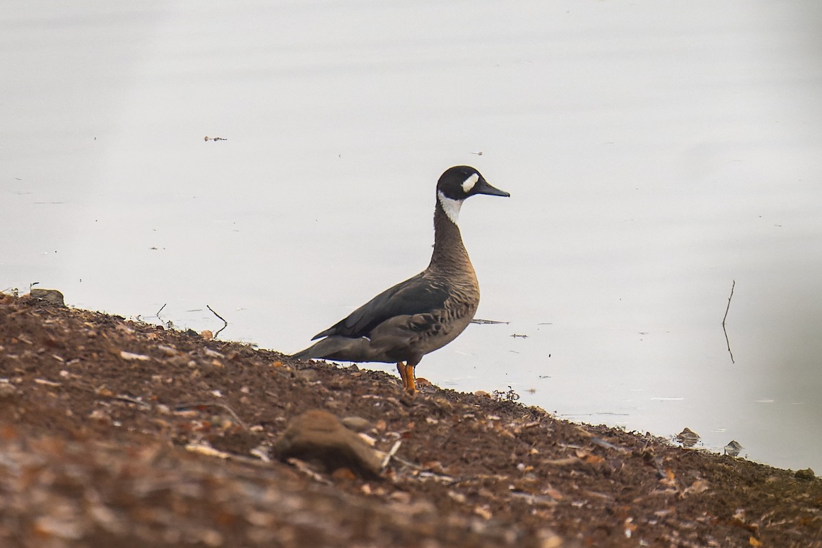 Spectacled Duck - ML639158676