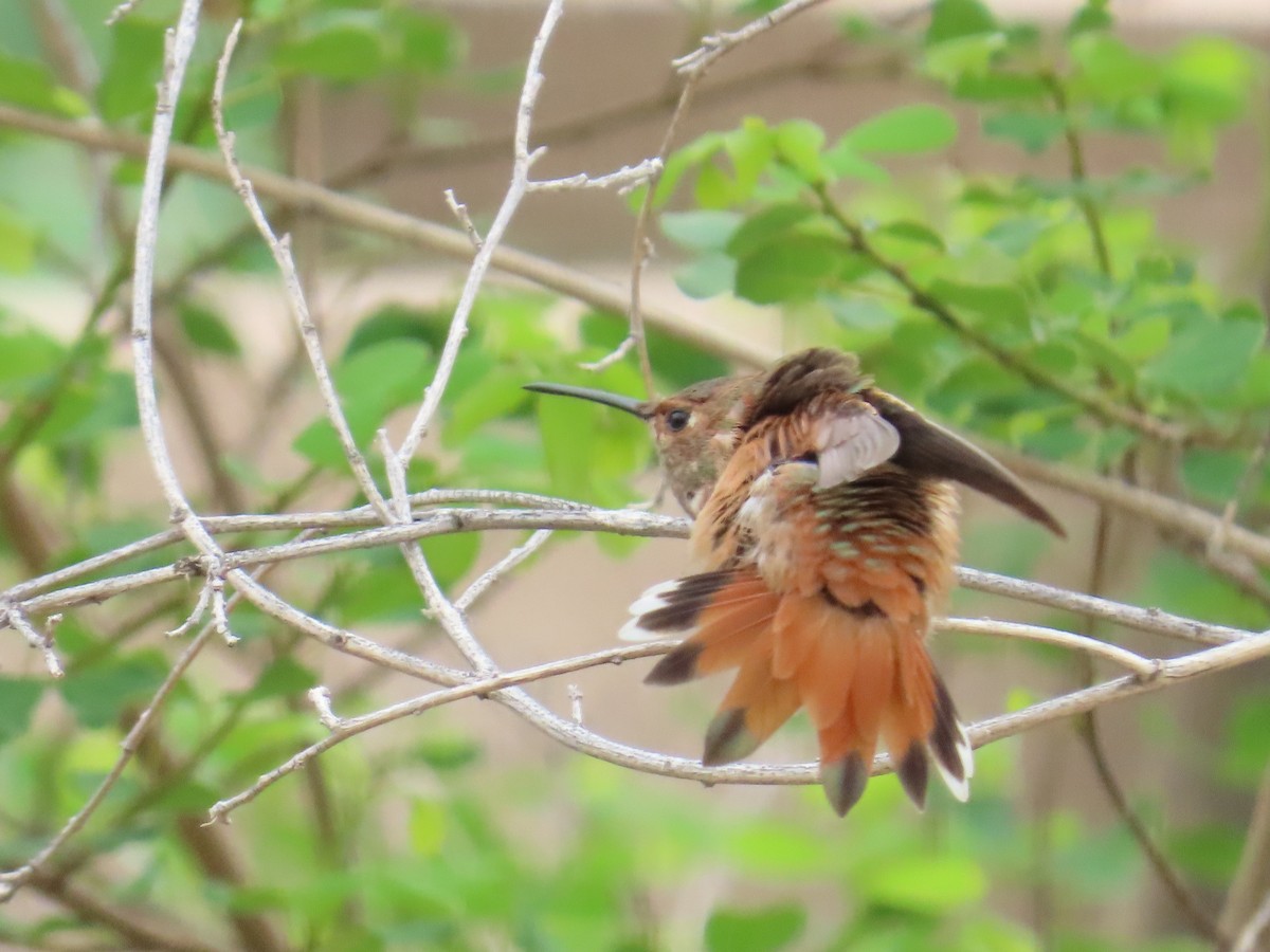 Rufous Hummingbird - ML639158728