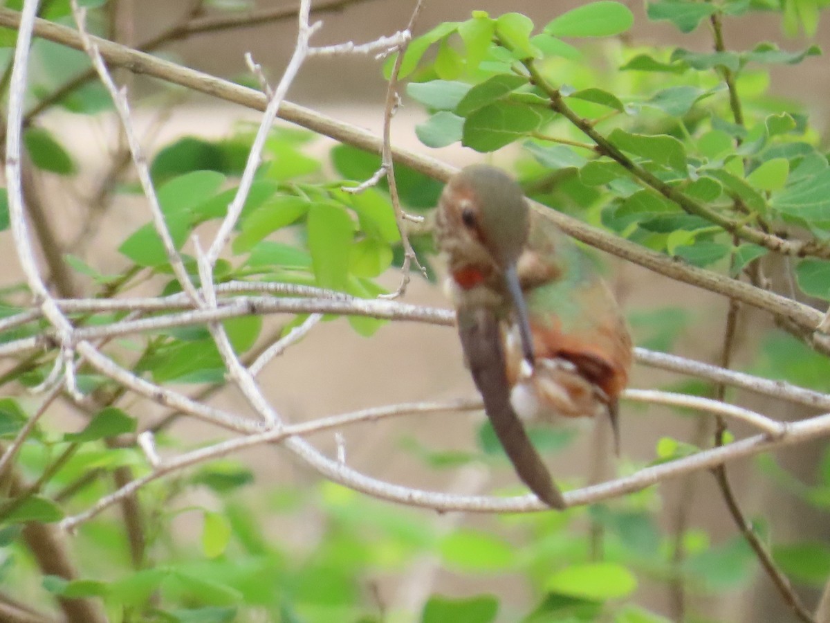 Rufous Hummingbird - ML639158734