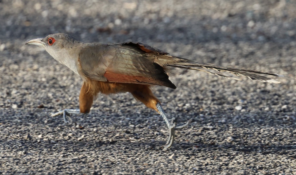 Great Lizard-Cuckoo - ML639158820