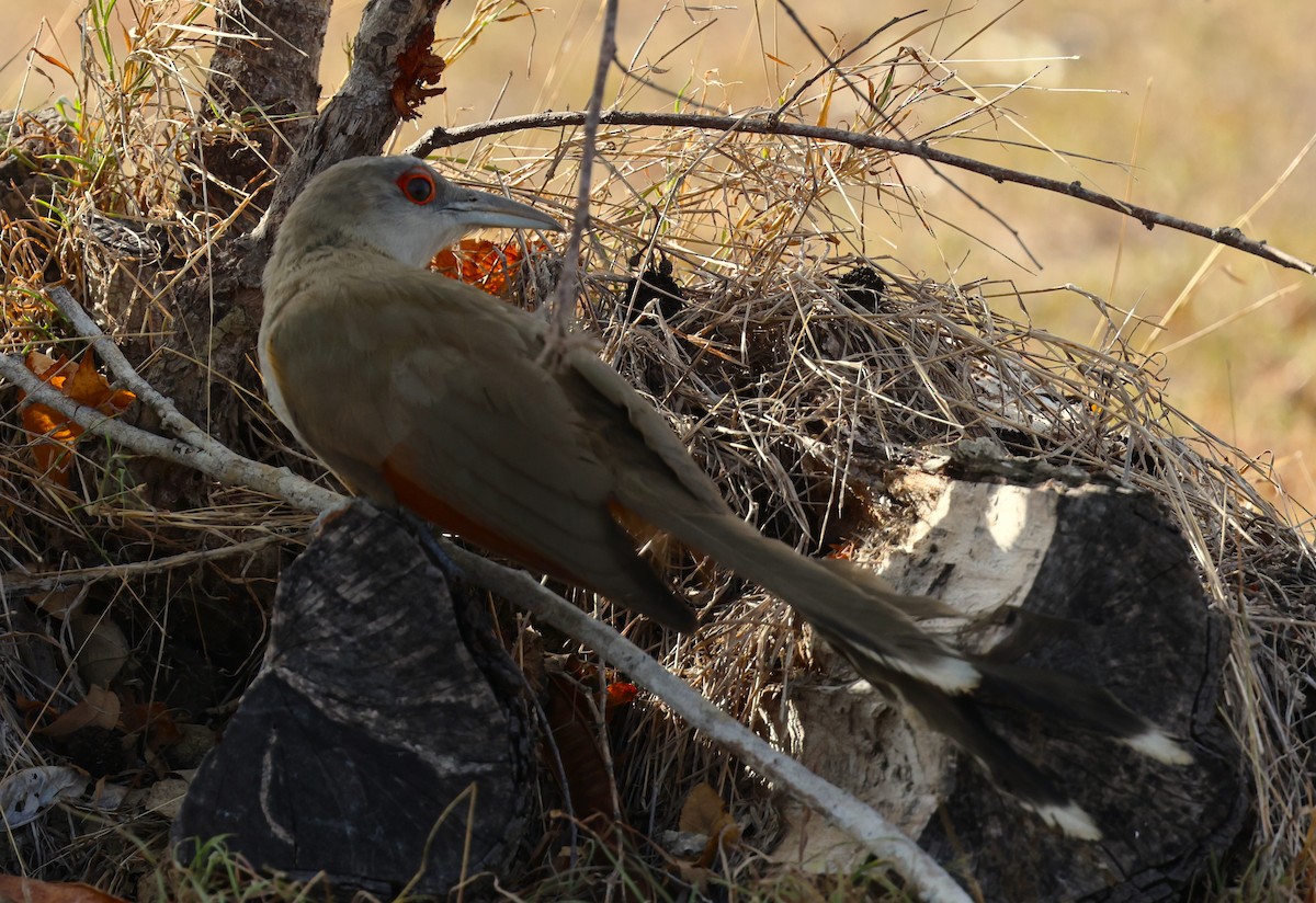Great Lizard-Cuckoo - ML639158825