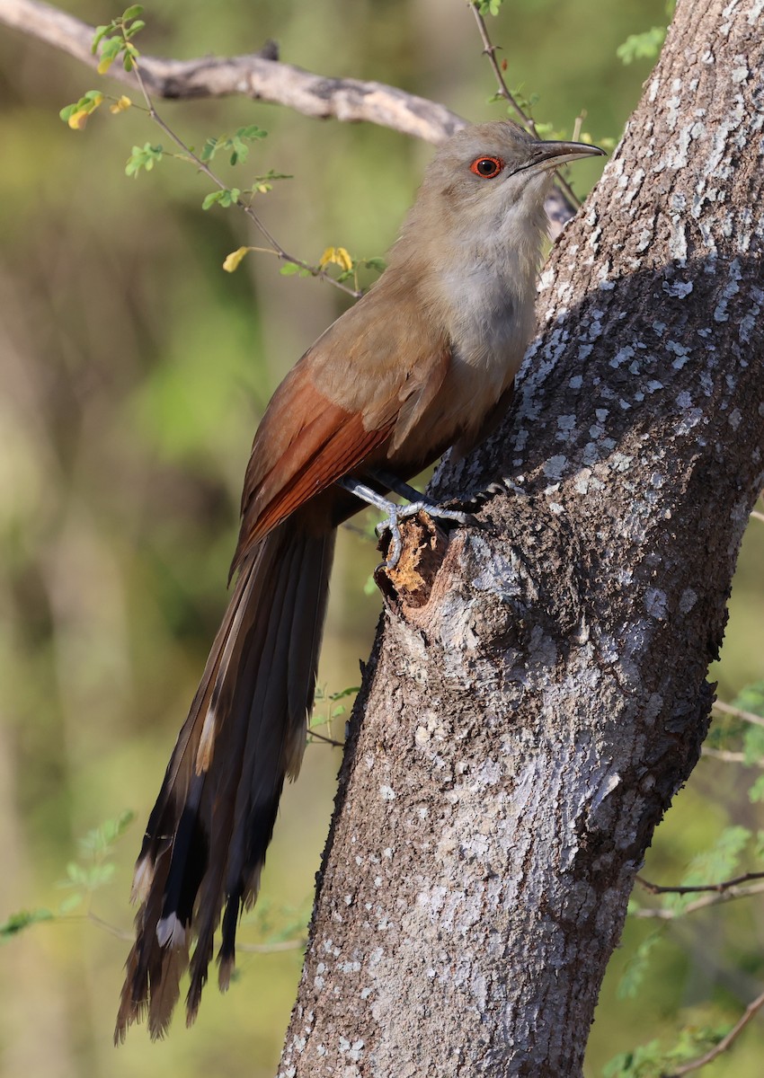 Great Lizard-Cuckoo - ML639158827