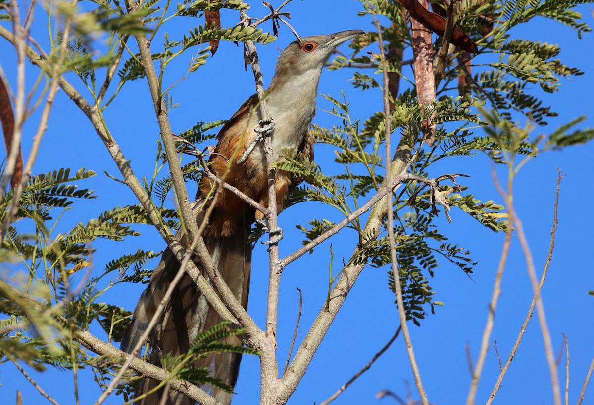 Great Lizard-Cuckoo - ML639158828