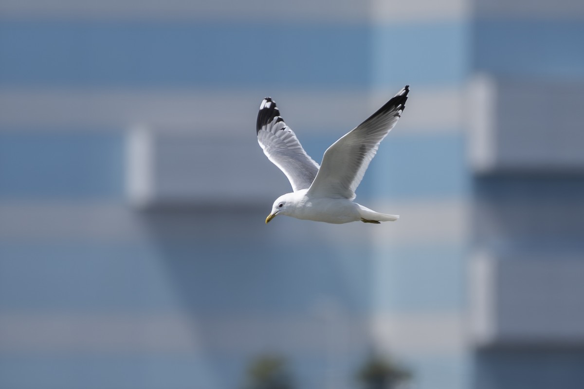 Common Gull (Kamchatka) - ML639158940