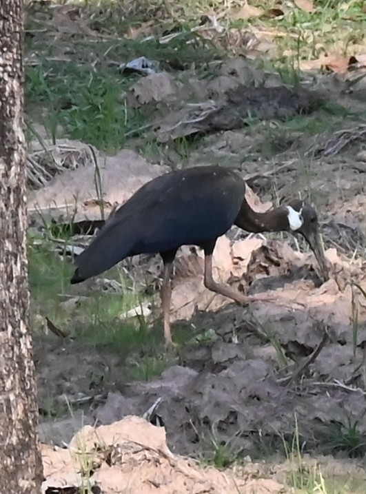 White-shouldered Ibis - ML639159004