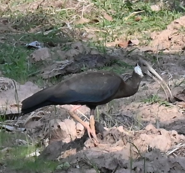 White-shouldered Ibis - ML639159005