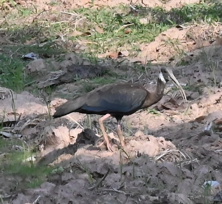 White-shouldered Ibis - ML639159006