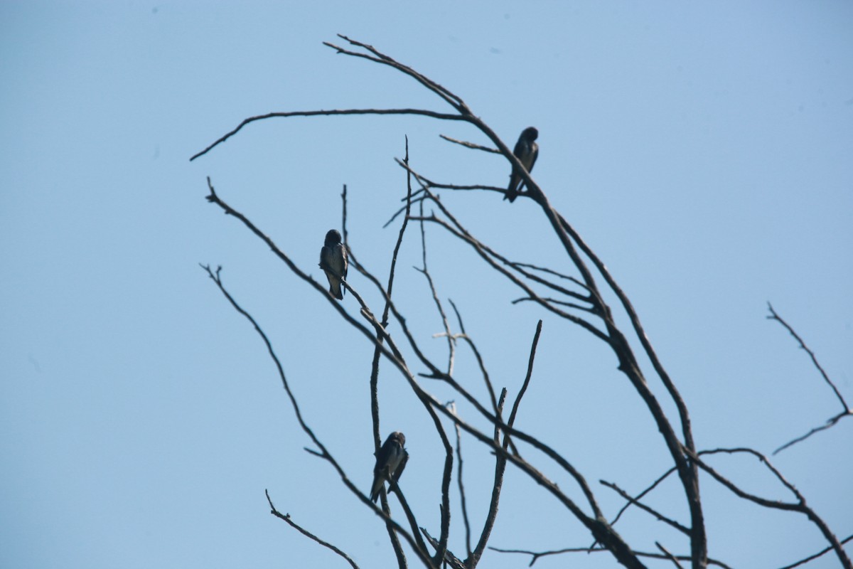 Purple Martin - ML639159015
