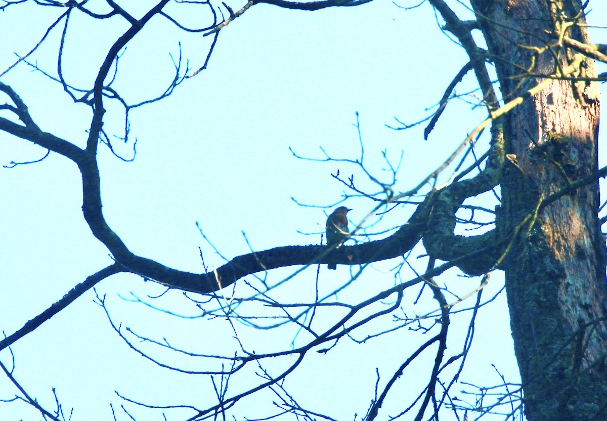 Eastern Bluebird - ML639159043