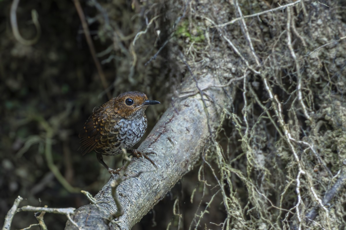 Pygmy Cupwing - ML639159086