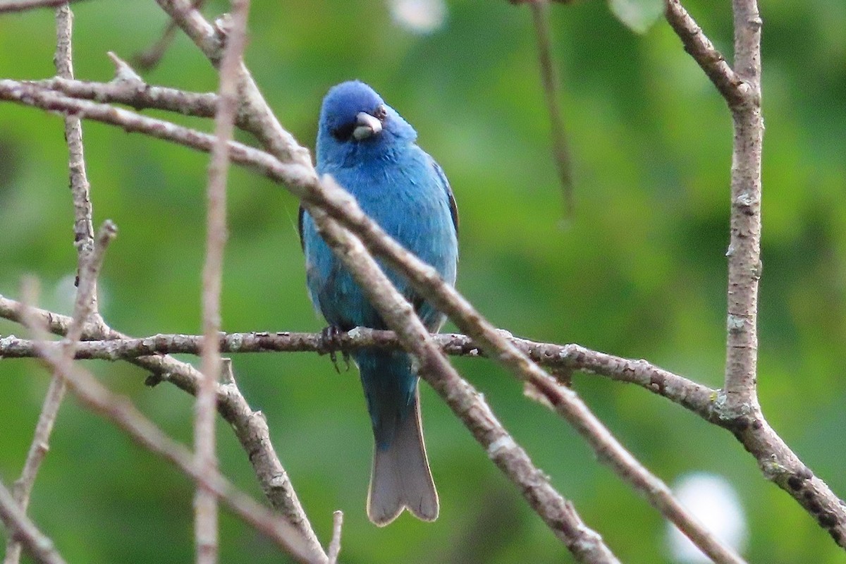 Indigo Bunting - ML639159137