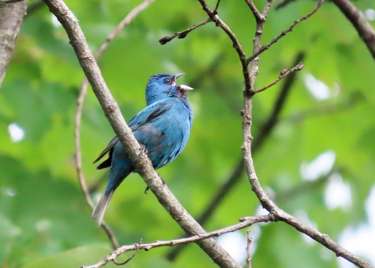 Indigo Bunting - ML639159138