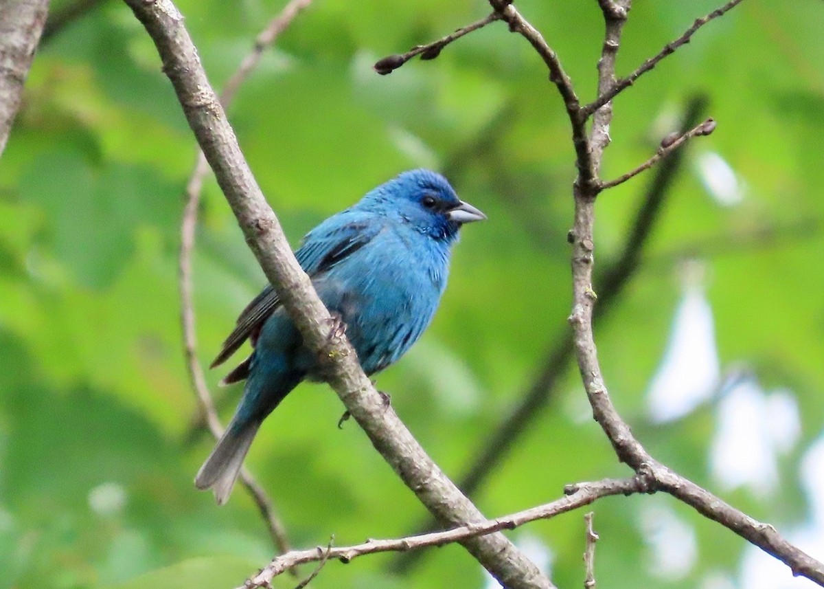Indigo Bunting - ML639159139
