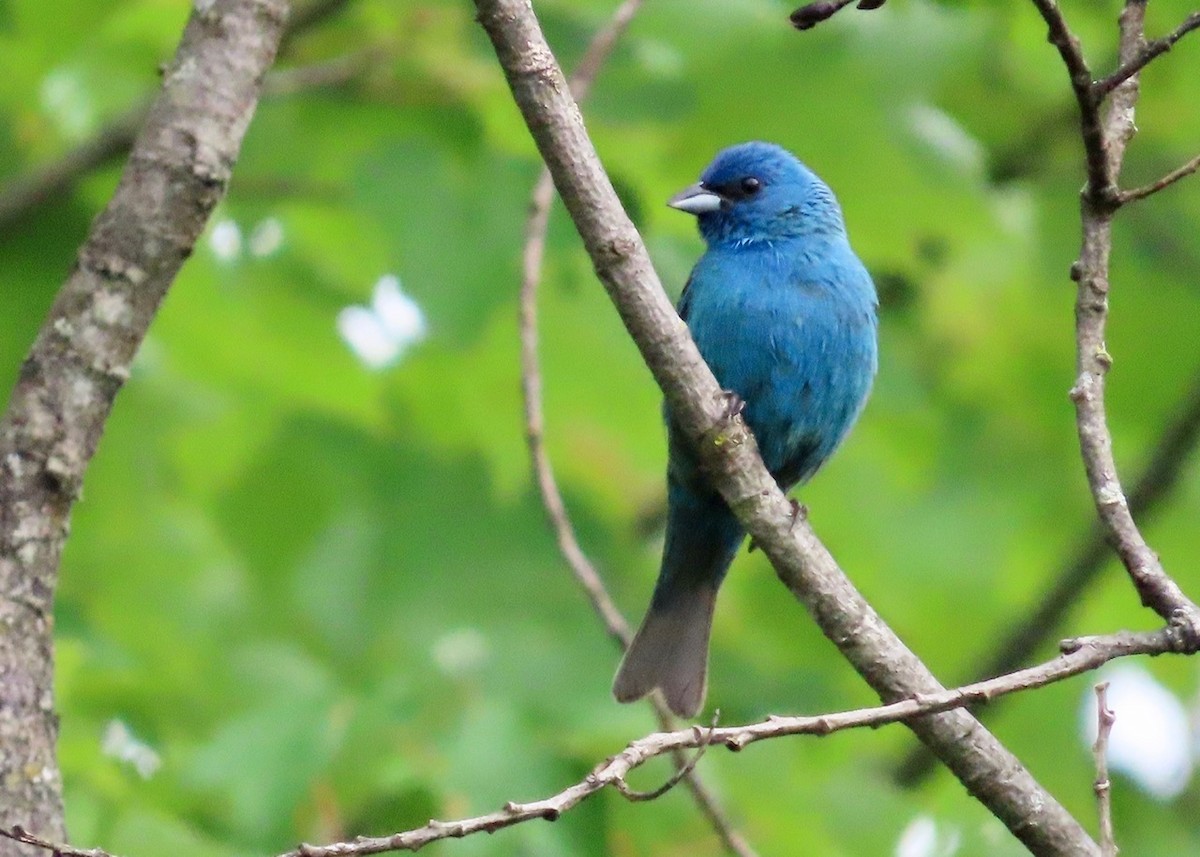 Indigo Bunting - ML639159140
