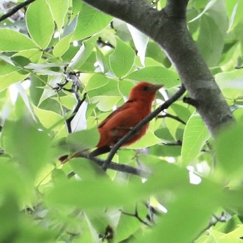 Summer Tanager - ML639159159