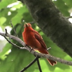 Summer Tanager - ML639159160