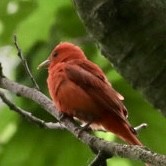 Summer Tanager - ML639159161